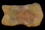 Fossil Theropod Phalange (Toe Bone) - Morocco #116856-1